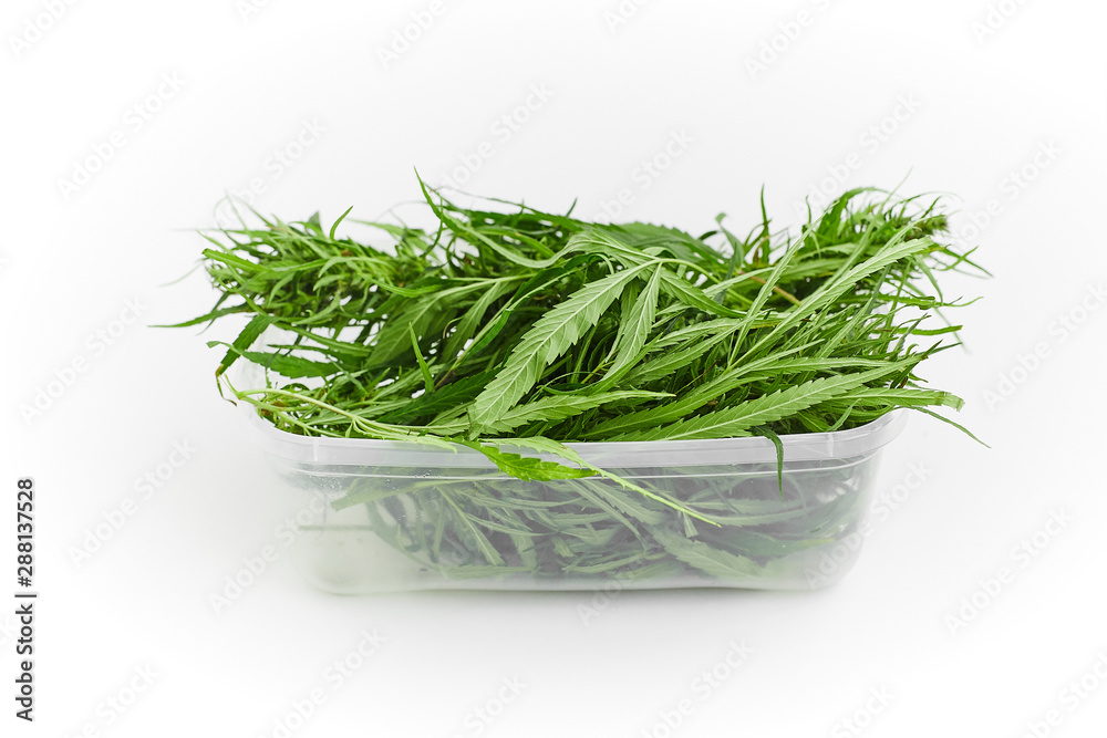 Lots of green leaves and cannabis herb marijuana in a plastic container isolated on white background. Lots of green leaves and cannabis herb marijuana in a plastic container isolated on white background.