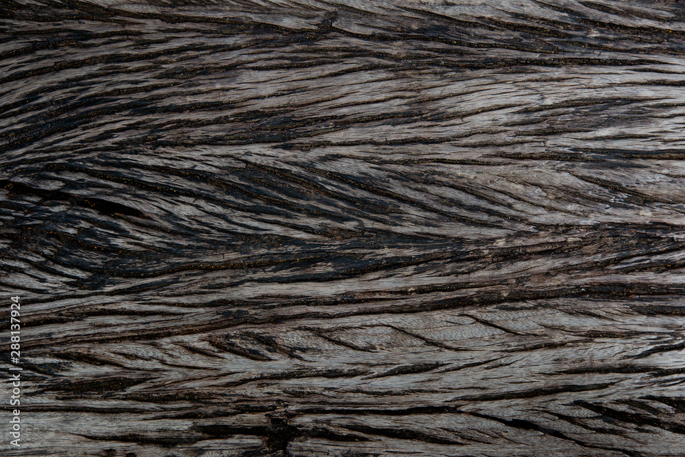 texture of bark wood use as natural background texture of bark wood use as natural background