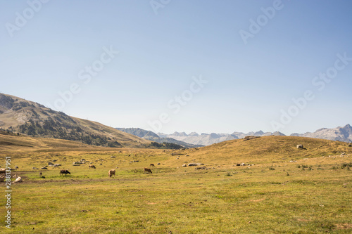 High altitude valley with cows in the background at sunset.