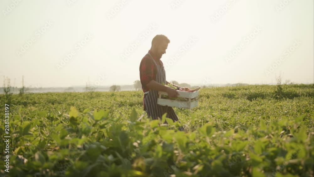 Shot of farmer is holding a box of organic vegetables walk on field at sunlight agriculture farm field harvest garden nutrition organic fresh outdoor slow motion Shot of farmer is holding a box of organic vegetables walk on field at sunlight agriculture farm field harvest garden nutrition organic fresh outdoor slow motion