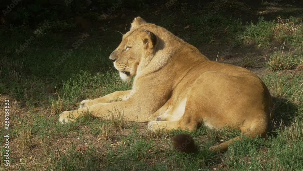 Scenic Close up portrait view couple of Lions relaxing Scenic Close up portrait view couple of Lions relaxing