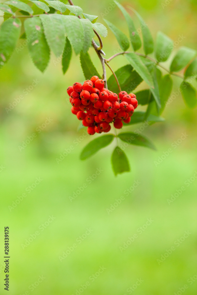 Green rowan tree with red berries. Bunch of mountain ash. Autumn inspiration in Russia. Bright contrast colors. Copy space for your text Green rowan tree with red berries. Bunch of mountain ash. Autumn inspiration in Russia. Bright contrast colors. Copy space for your text