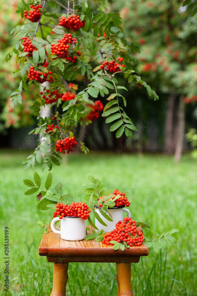 Two white metal mugs with red berries on a wooden chair. Park, outdoor, green rowan trees as backgroung. Autumn inspiration in Russia. Bright contrast colors - obrazy, fototapety, plakaty 
