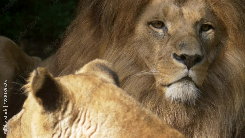 Scenic Close up portrait view couple of Lions relaxing Scenic Close up portrait view couple of Lions relaxing