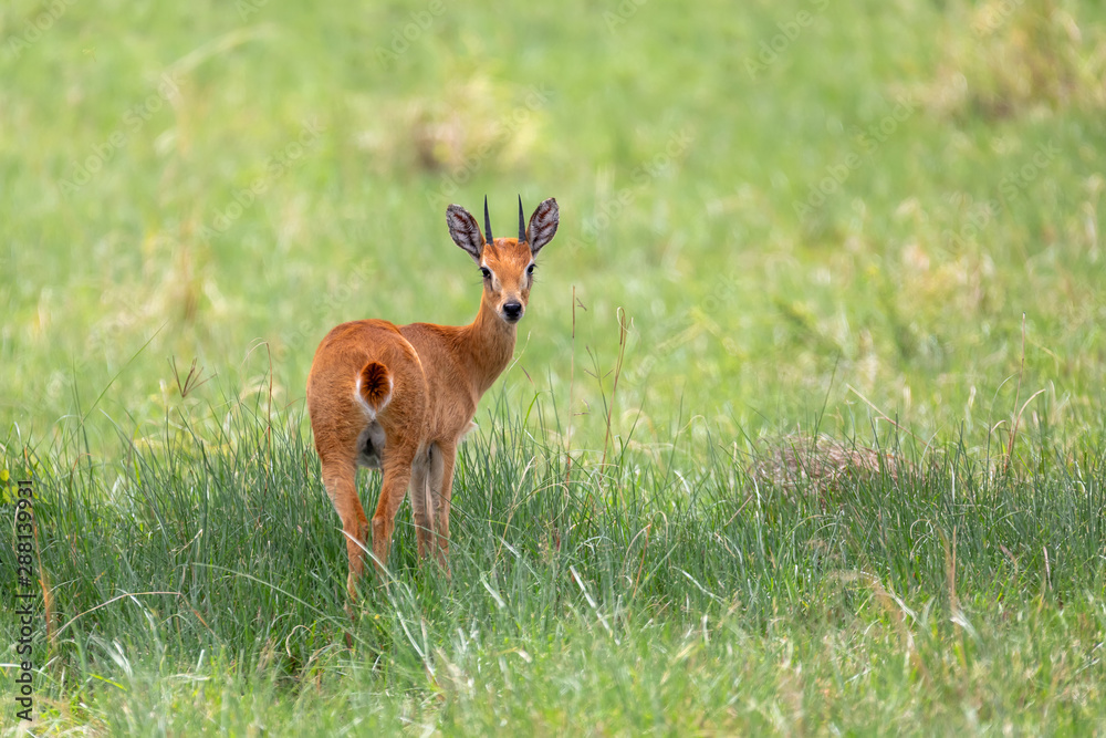 Fototapeta premium Oribi, Ourebia ourebi is small antelope found in eastern, southern and western Africa. Ethiopia, Senkelle Sanctuary, Africa wildlife