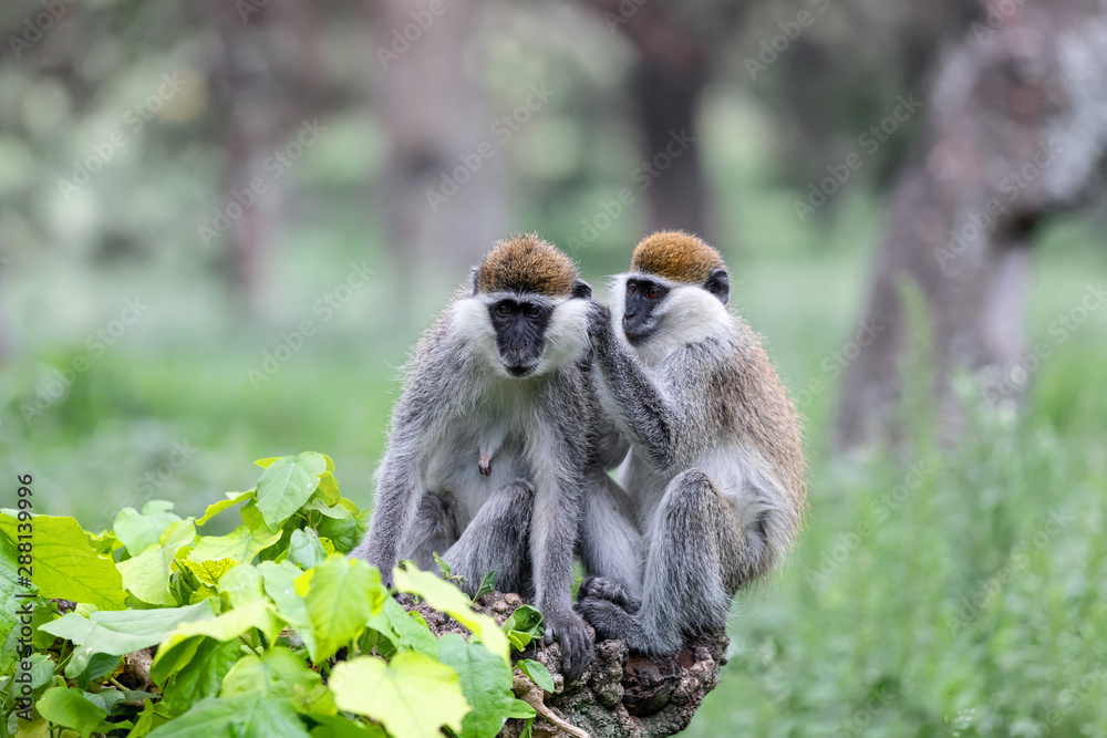 Obraz premium Vervet monkey family in social Grooming. Chlorocebus pygerythrus in Hawassa - Awasa city park, Ethiopia wildlife