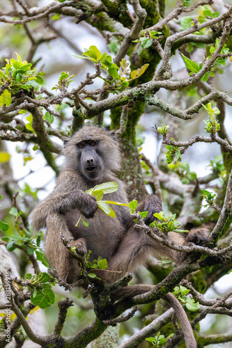 chacma baboon,  papio ursinus, also known as the Cape baboon feeding on top of the tree. Chackma is strong and big african monkey. Hawassa, Ethiopia Africa wildlife