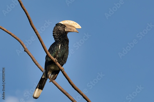 Big bird, Silvery-cheeked Hornbill, Bycanistes brevis, sits on tree against blue sky, Ethiopia, Africa Wildlife photo