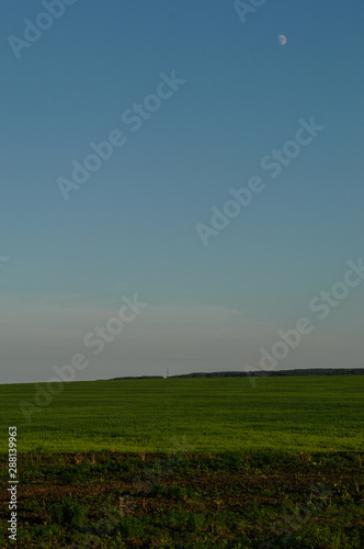 green field at sunset