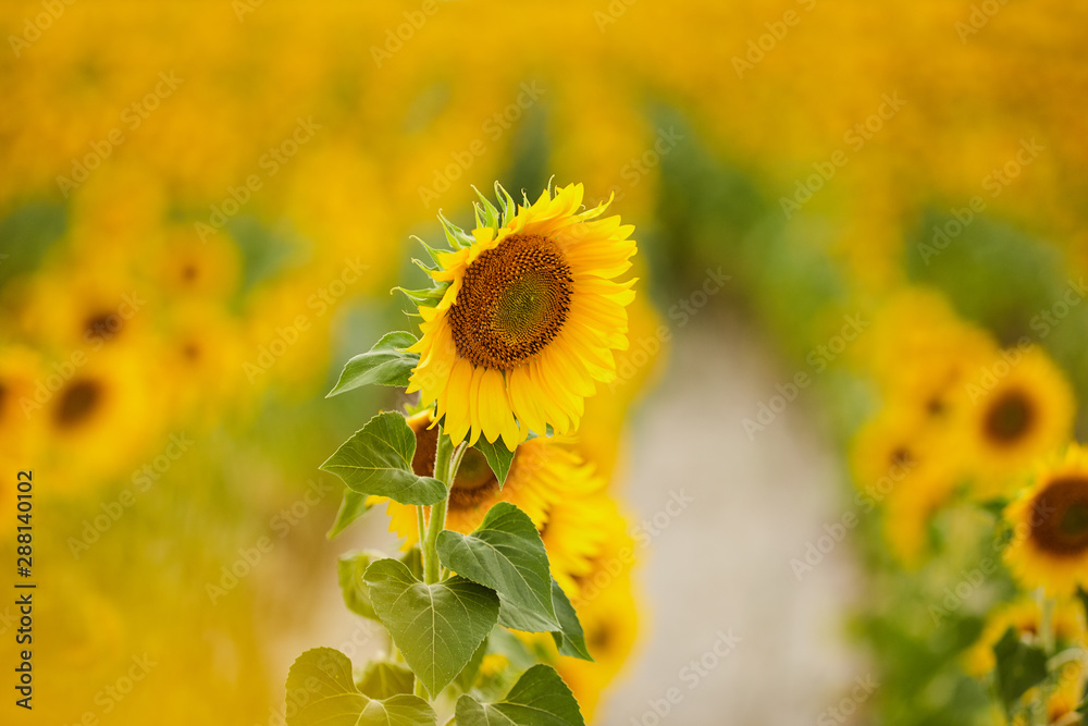 Fototapeta premium Field of sunflowers. Close up of sunflower against a blurred field.