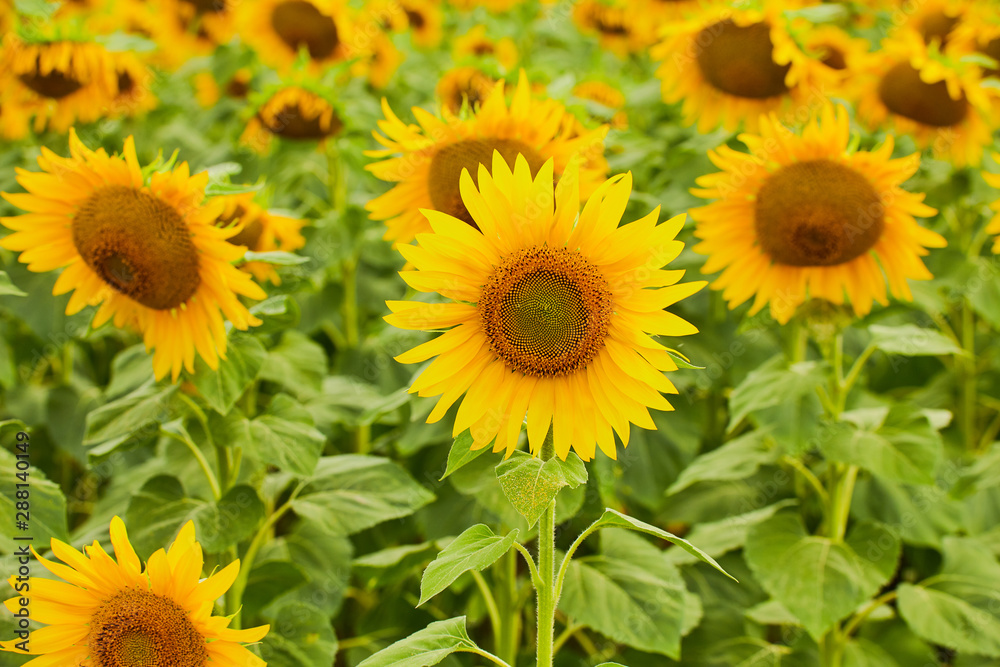 Fields with infinite sunflowers. Agricultural field. Fields with infinite sunflowers. Agricultural field.