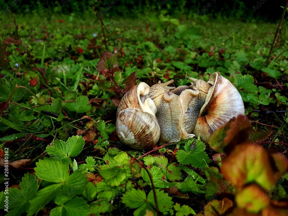 Obraz premium mushrooms in forest