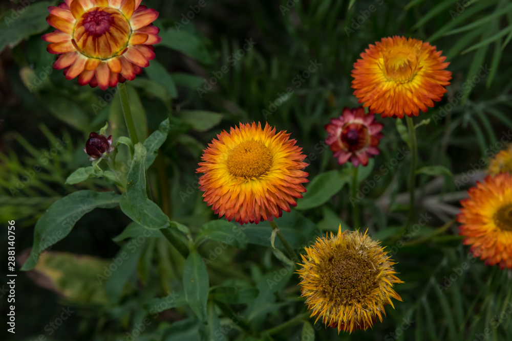 Yellow and orange Helichrysum flowers Yellow and orange Helichrysum flowers