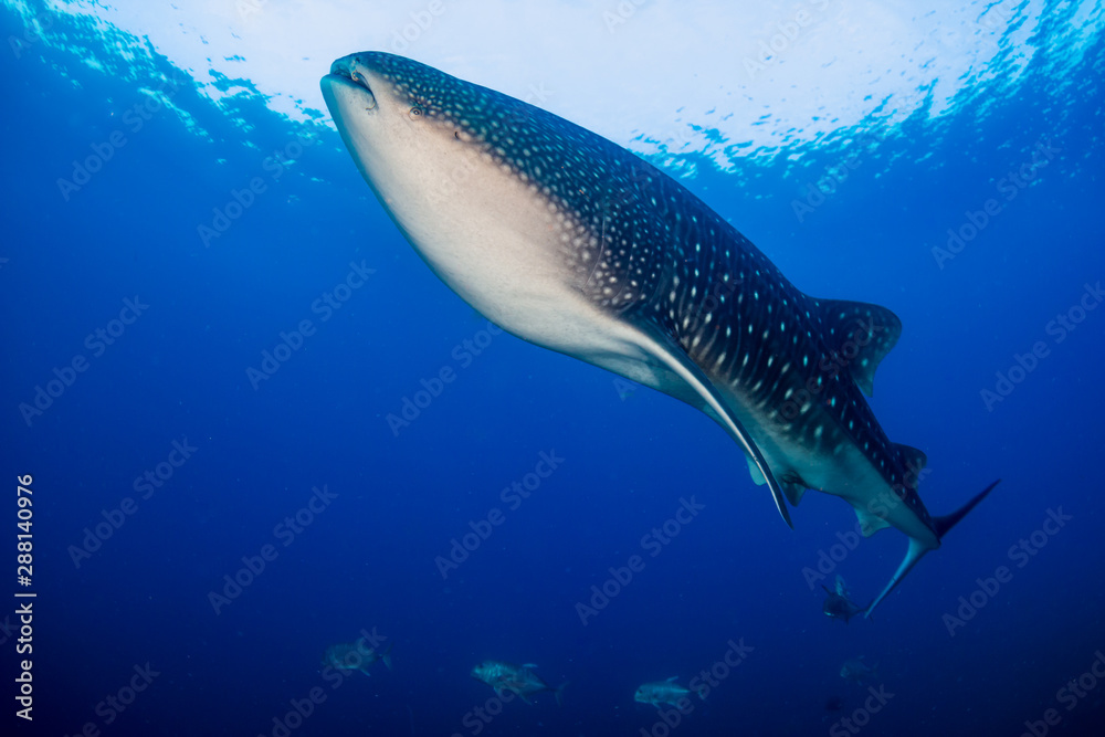 A huge female Whale Shark swimming in a tropical ocean