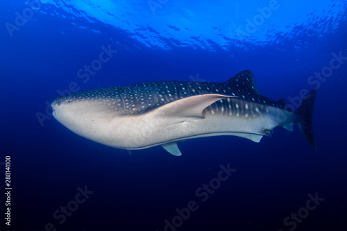 A huge female Whale Shark swimming in a tropical ocean © whitcomberd