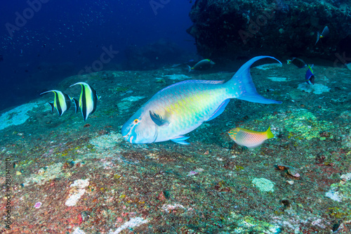 Parrotfish on a coral reef