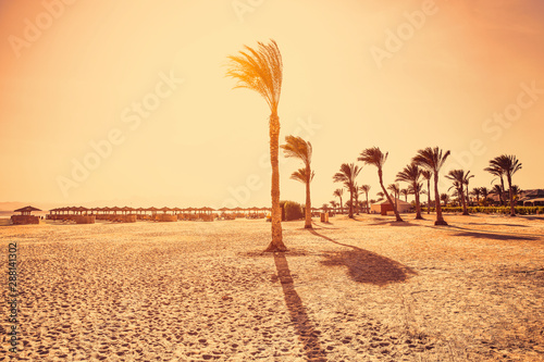 Summer beach of free space and palms. Ocean landscape and free space for your decoration. 