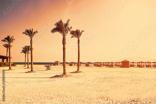 Summer beach of free space and palms. Ocean landscape and free space for your decoration. 