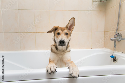 wet mongrel dog after standing in bath © Alexandr