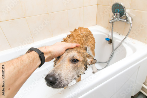 wet mongrel dog after standing in bath © Alexandr