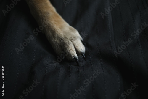 red haired fluffy dog paw on on the bed close up