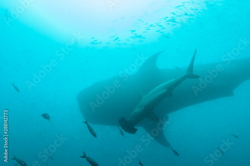 size comparison between whale shark and hammerhead shark