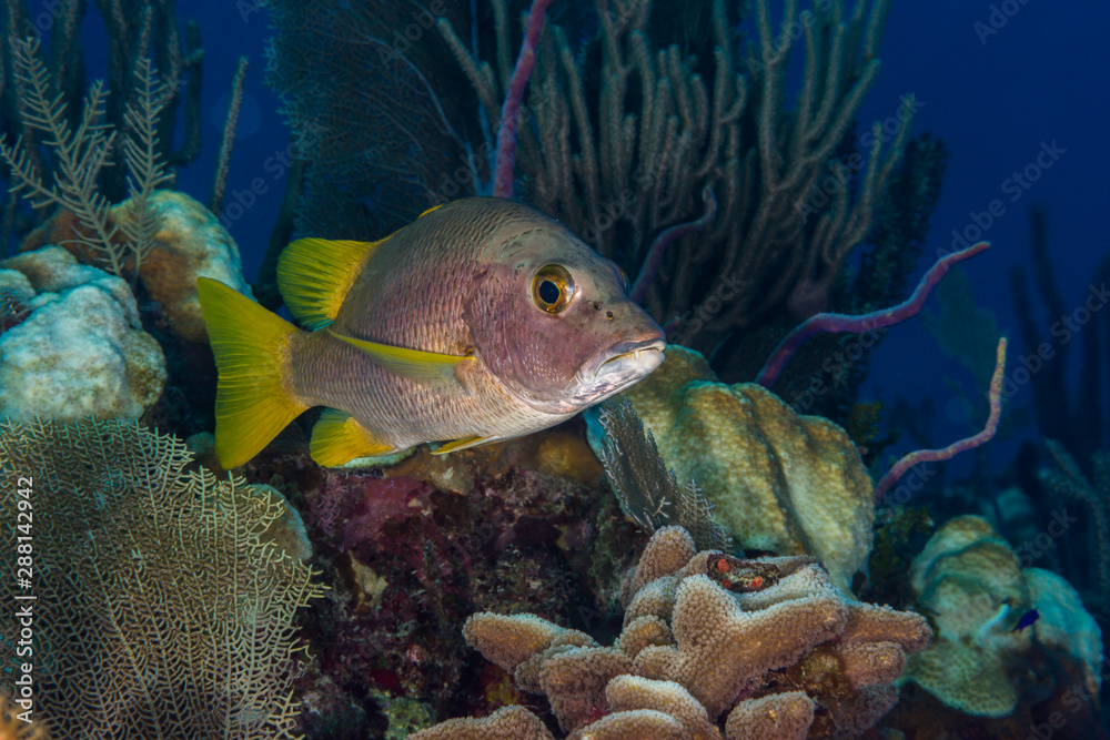 Schoolmaster snapper reefscape Bahamas Schoolmaster snapper reefscape Bahamas