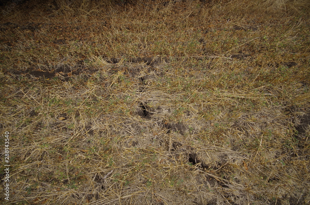 anthill in the forest anthill in the forest