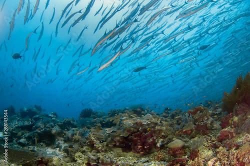 A large flock of barracudas swims over a coral reef.
