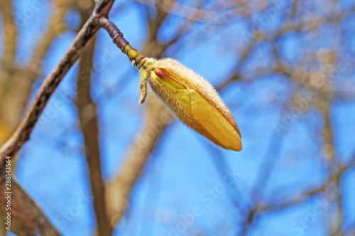 Magnolia buds and flowers with white petals on a tree branch against a blue sky