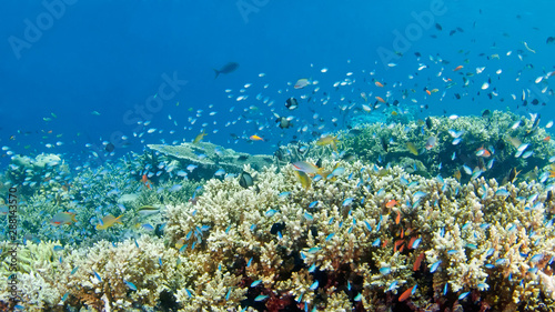 Fototapeta Naklejka Na Ścianę i Meble -  A variety of coral fish swim over the coral. Underwater photography