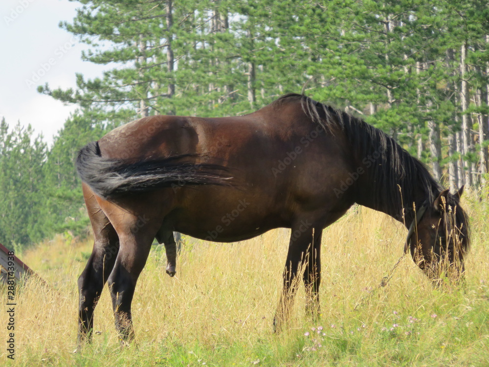 Horse pasture on meadow Mauntain Tara Serbia Horse pasture on meadow Mauntain Tara Serbia