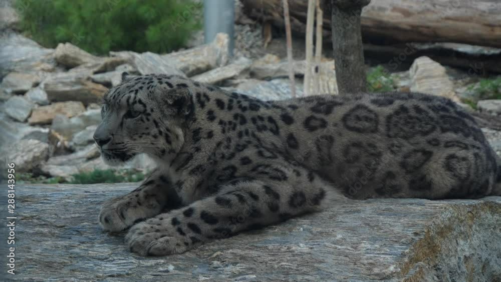 Snow leopard Panthera uncia relaxing on the huge stone Snow leopard Panthera uncia relaxing on the huge stone