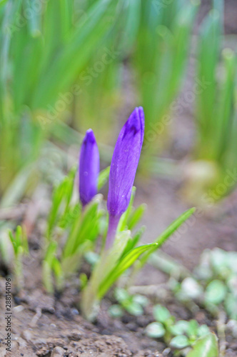 Spring crocus bud in a clearing with delicate purple petals and green leaves on a spring sunny day