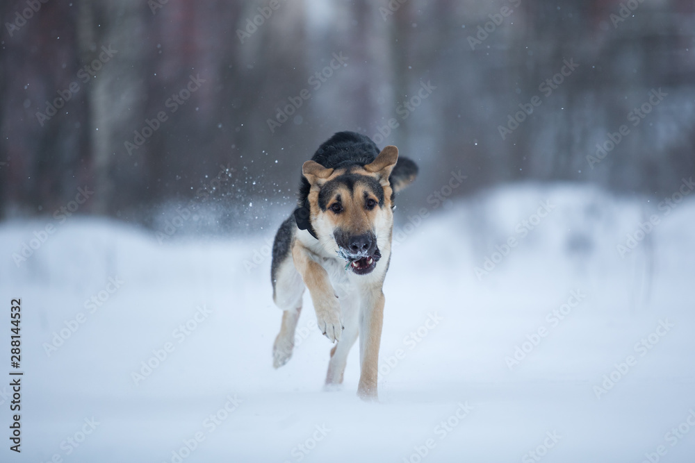 purebred german shepherd at walk in winter purebred german shepherd at walk in winter
