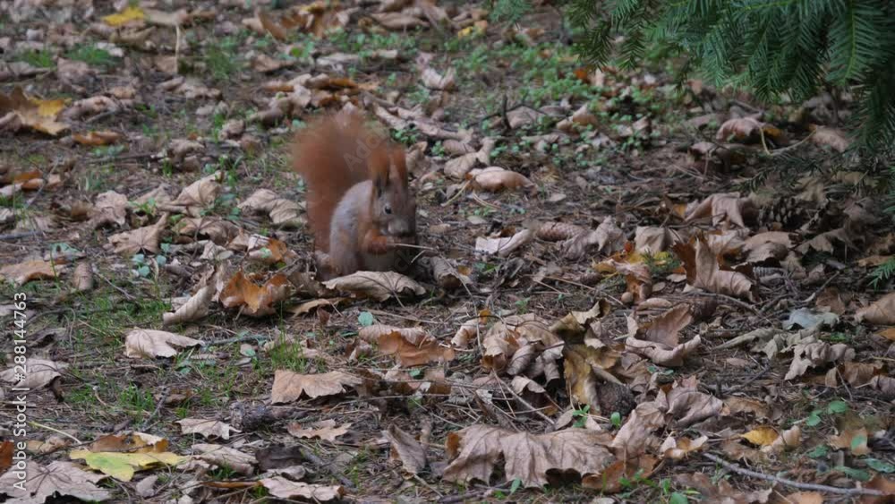 Beautiful Close up Shot in the Forest. Red Squirrel Eats a Nut autumn time Beautiful Close up Shot in the Forest. Red Squirrel Eats a Nut autumn time