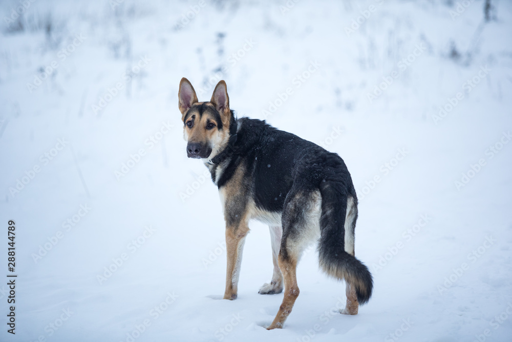 purebred german shepherd at walk in winter