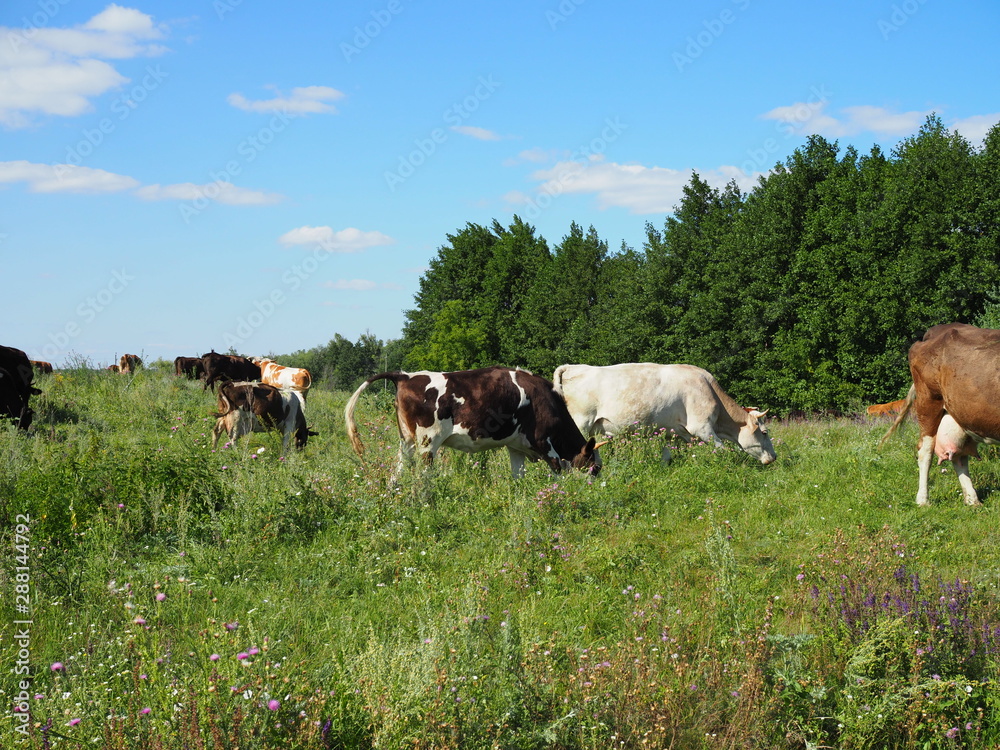A herd of cows grazing in a meadow Sunny day.