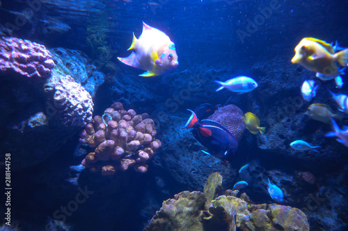 colorful beautiful fish © Prajake