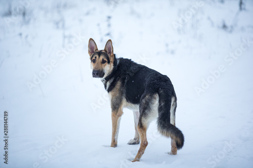 purebred german shepherd at walk in winter © Alexandr