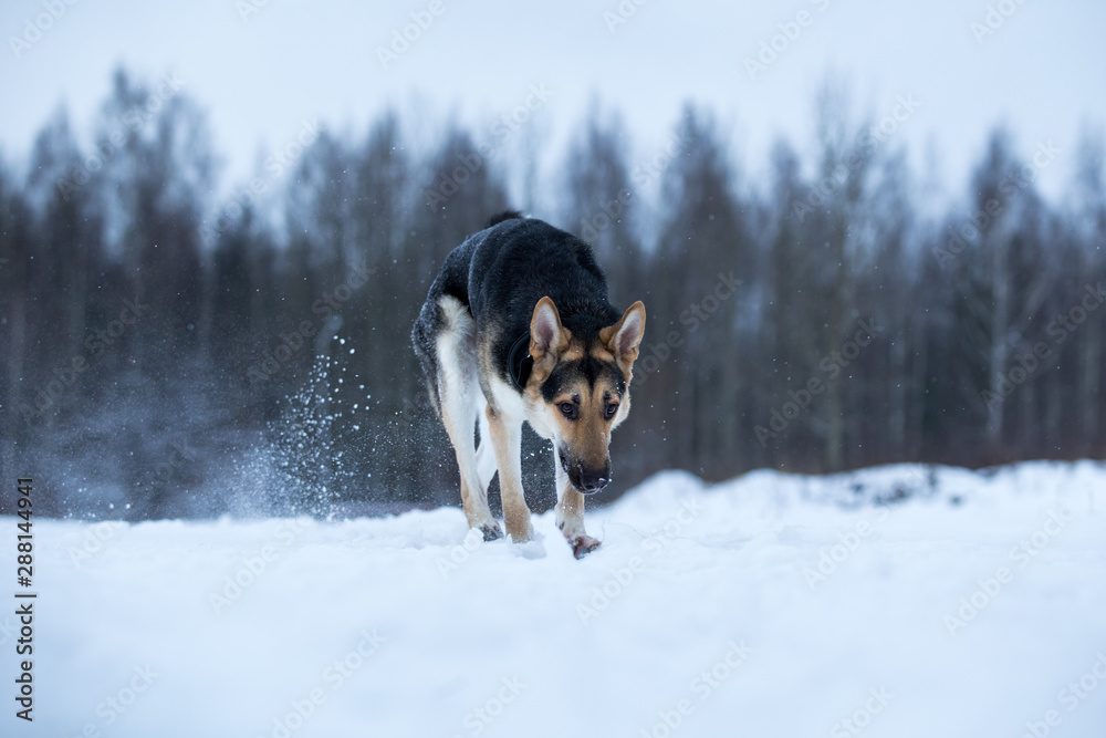 purebred german shepherd at walk in winter purebred german shepherd at walk in winter
