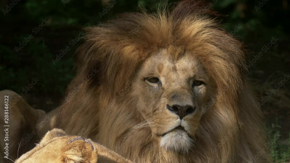Scenic Close up portrait view couple of Lions relaxing Scenic Close up portrait view couple of Lions relaxing