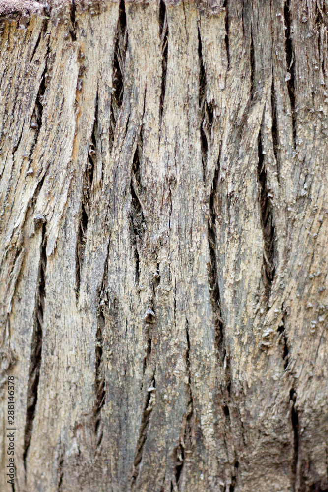Wooden Grain Bark Texture of a Tree Wooden Grain Bark Texture of a Tree