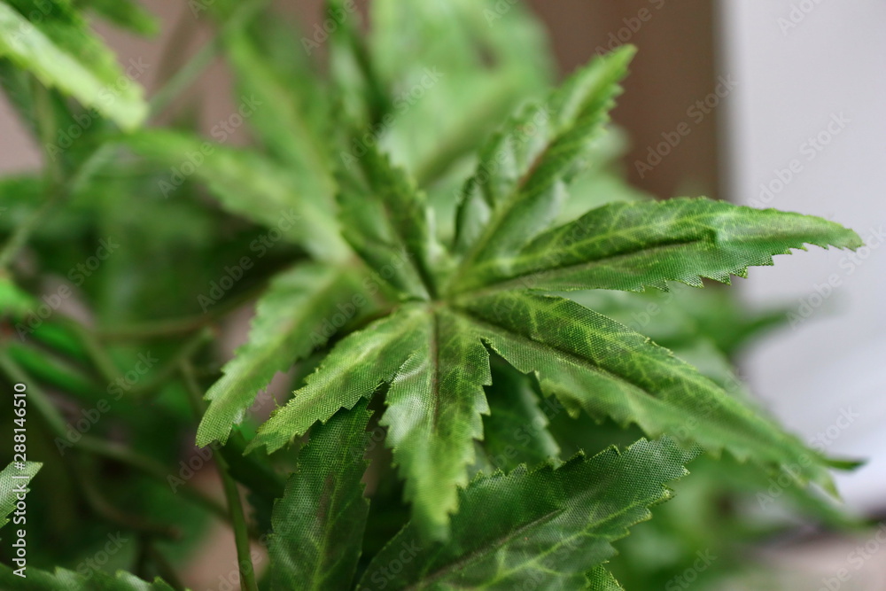 Medical marijuana, green cannabis from Aceh, with a background and foreground blur, noise and bokeh Medical marijuana, green cannabis from Aceh, with a background and foreground blur, noise and bokeh