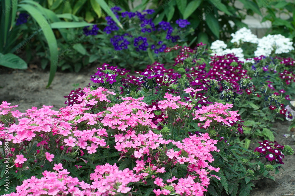 Gorgeous, vibrant annual verbena flowers