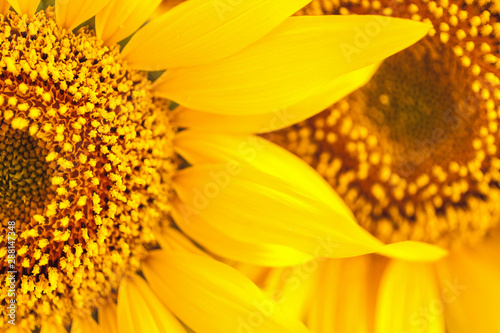 Sunflower natural background. Sunflower blooming. Close-up of bright sunflower.