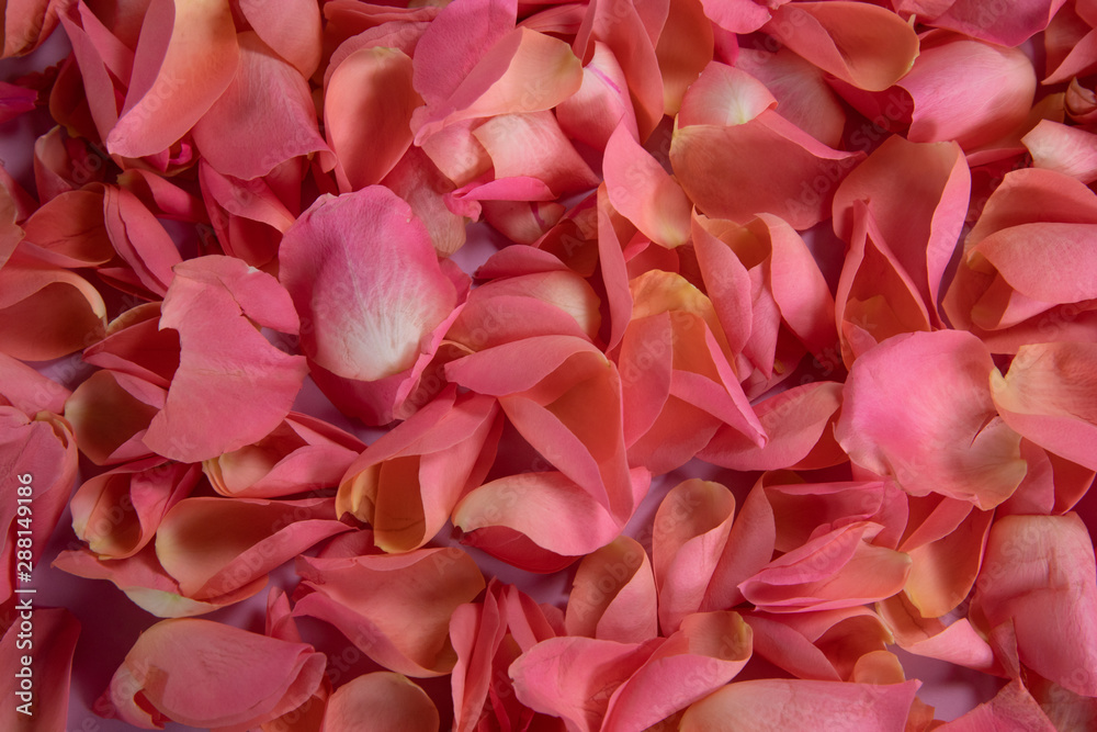 Pink rose petals crowded