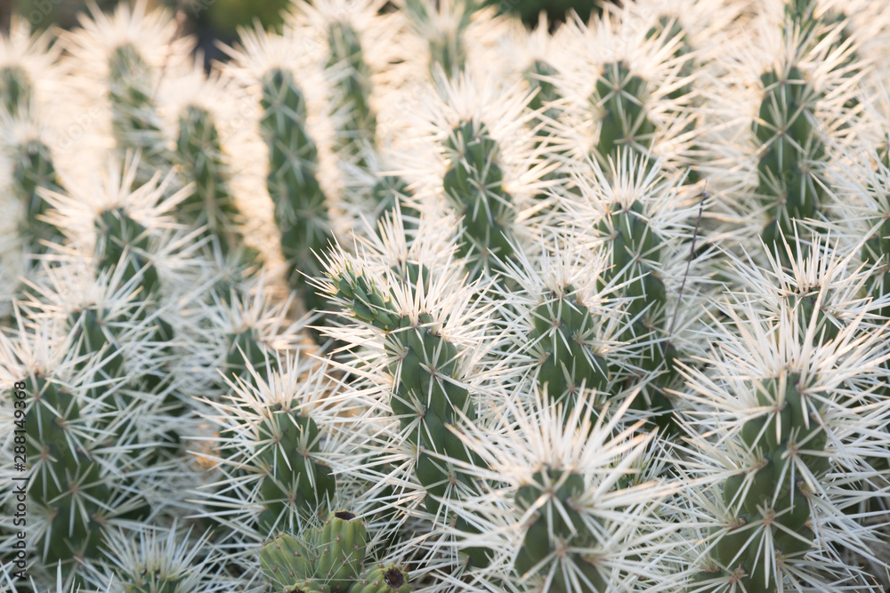 Cactus in the wild. Different flowering cacti Cactus in the wild. Different flowering cacti