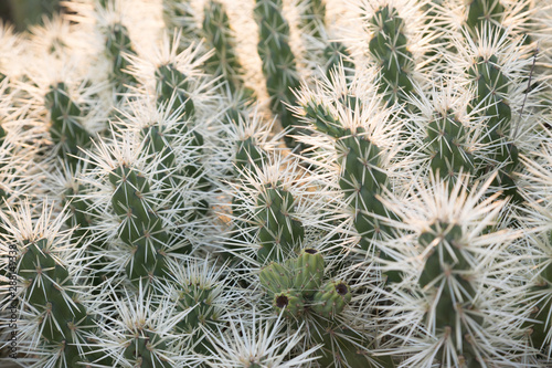 Cactus in the wild. Different flowering cacti