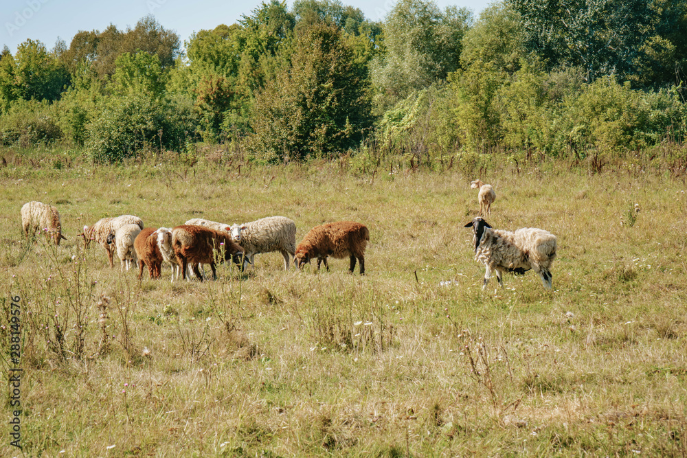 a small herd of sheep grazing in the field
